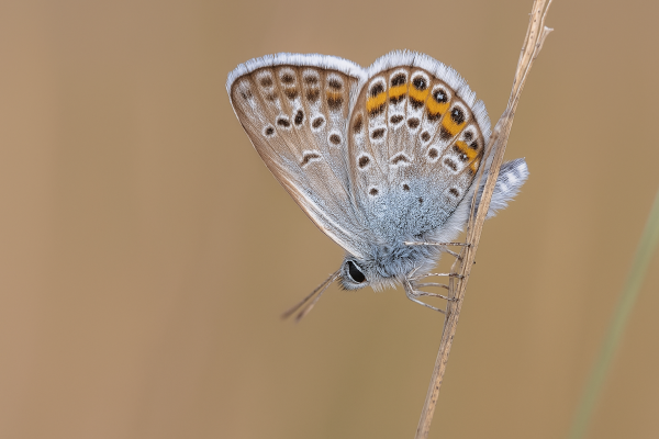 Silver studded butterfly on a stem