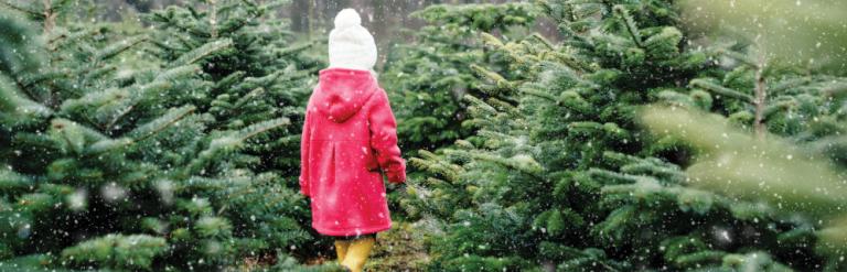 Young girl in a forest setting surrounded by Christmas trees which have been chopped down.