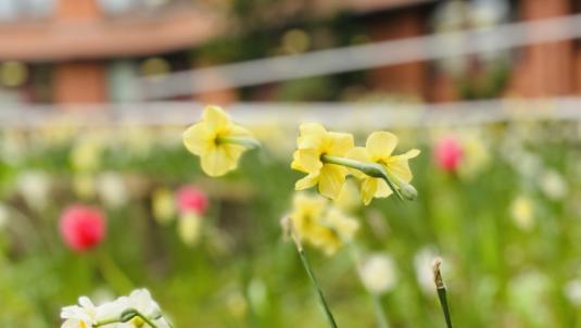 Exterior of Surrey heath house with flowers.