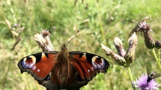Photograph of a butterfly landing on a field of thistles.