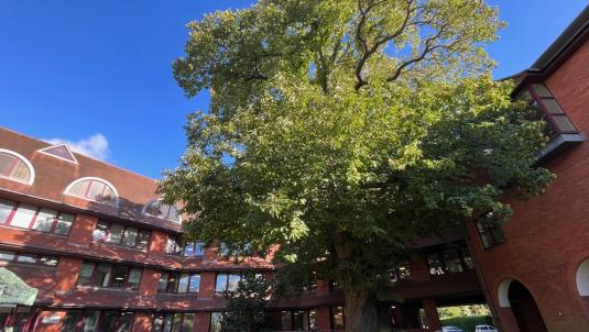 Tree in front of Surrey Heath House