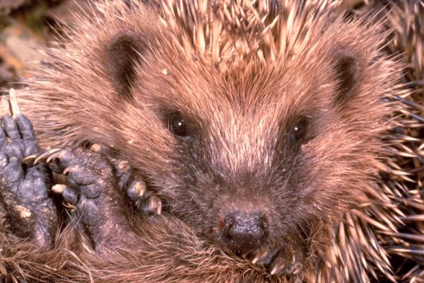 Photo of a Hedgehog