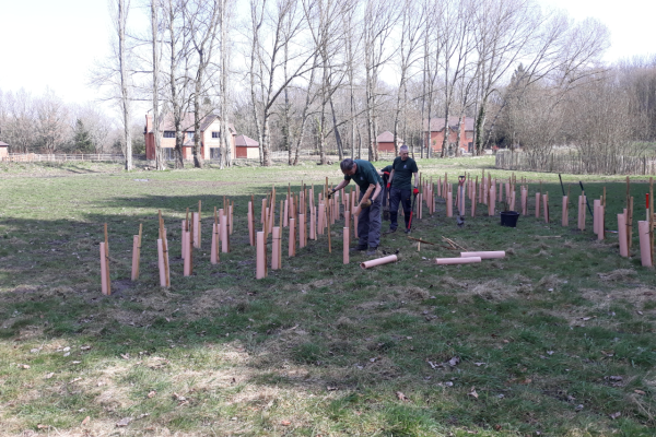 Volunteers planting trees at Windlemere SANG 2022