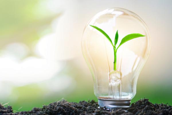 lightbulb planted in the ground with a plant growing inside it