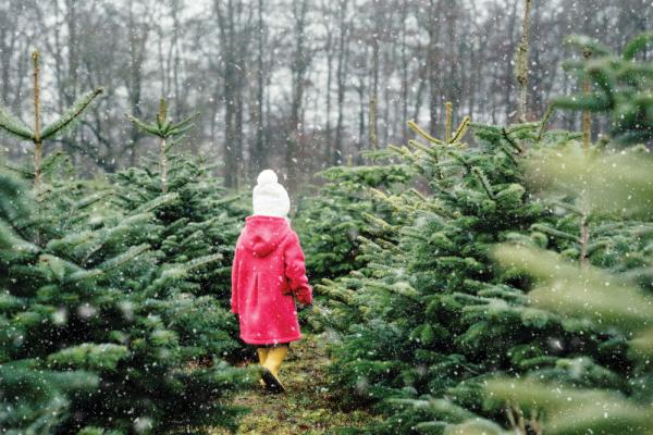 Young girl in a forest setting surrounded by Christmas trees which have been chopped down.