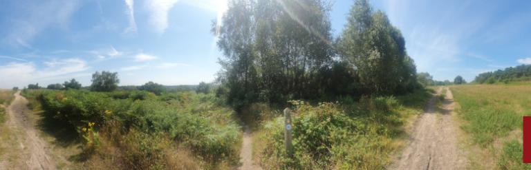 [Chobham Common on a sunny day. The Thames Basin Heath Partnership logo is in the bottom right]