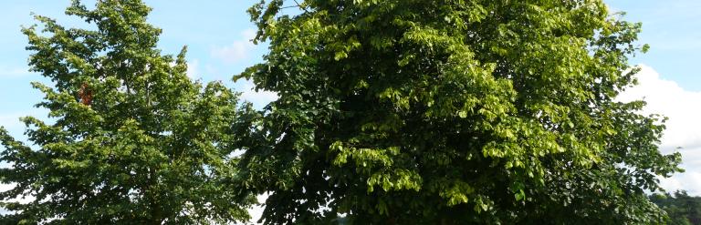 Photograph of Frimley Green Recreation Ground.