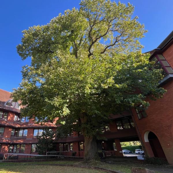 Tree in front of Surrey Heath House